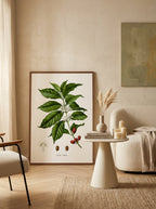 Sciences Naturelles - Café