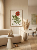 Sciences Naturelles - Coquelicot