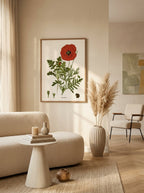 Sciences Naturelles - Coquelicot