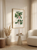 Sciences Naturelles - The Holly Tree,Le Houx