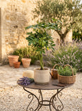 Schefflera Arboricola – Plante D'Intérieur