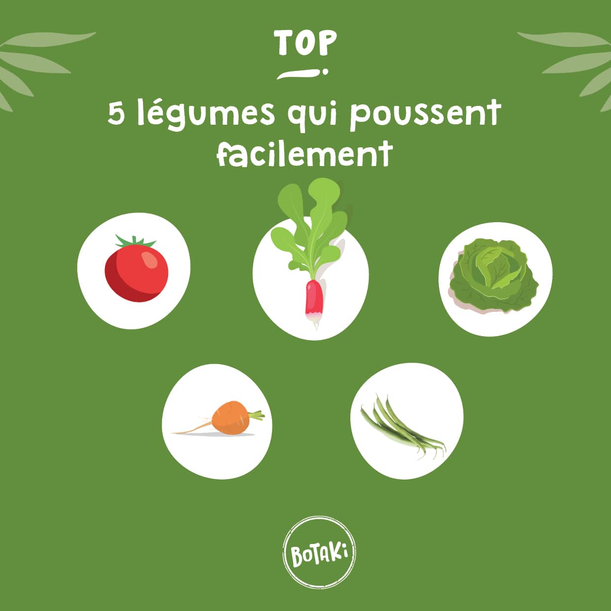 Kit Semis Haricot - Crée Ton Potager Maison